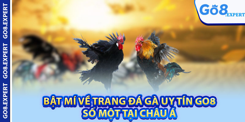 Trang Đá Gà Uy Tín GO8 – Top Sân Chơi Nổi Bật Châu Á 2 Bật mí về trang đá gà uy tín GO8 số một tại châu Á