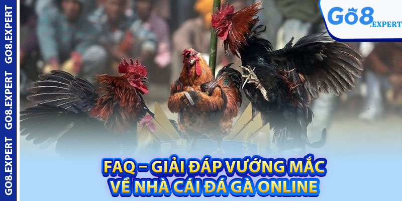 Trang Đá Gà Uy Tín GO8 – Top Sân Chơi Nổi Bật Châu Á 4 FAQ – Giải đáp vướng mắc về nhà cái đá gà online